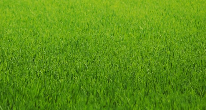 Городской газон (для города) рулонный -  газонную траву в рулонах .