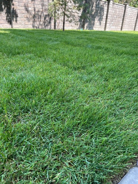 Универсальный газон (классический) рулонный -  газонную траву в .